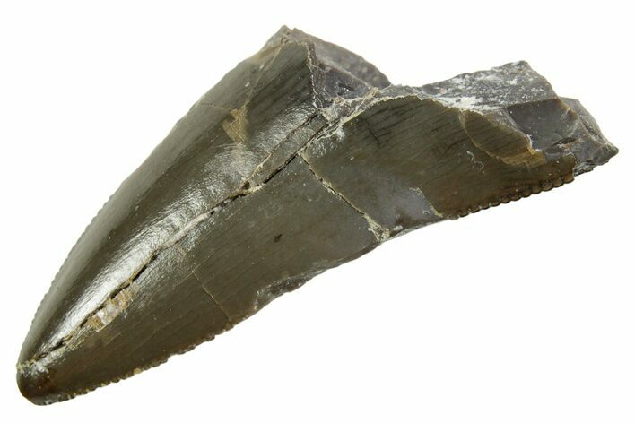 Serrated Triassic Reptile (Postosuchus?) Tooth - Arizona #362419